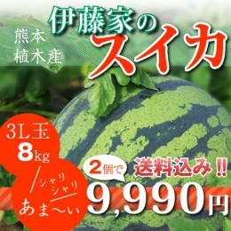 【3L玉8kg】伊藤家のスイカ2個セット